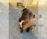 Small Photo #3 Mutt Puppy For Sale in Evansville, IN, USA