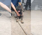 Small #7 German Shepherd Dog