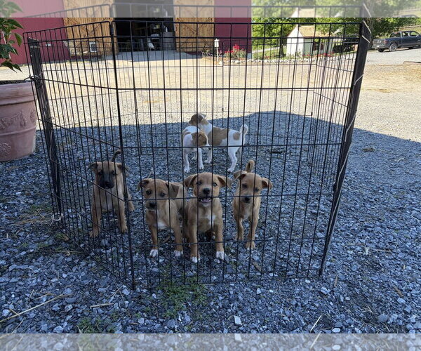 Medium Photo #2 Catahoula Leopard Dog-Unknown Mix Puppy For Sale in Unionville, PA, USA