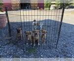 Small #1 Catahoula Leopard Dog Mix