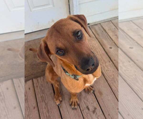Medium Photo #6 Retriever -Unknown Mix Puppy For Sale in Woodbury, NY, USA