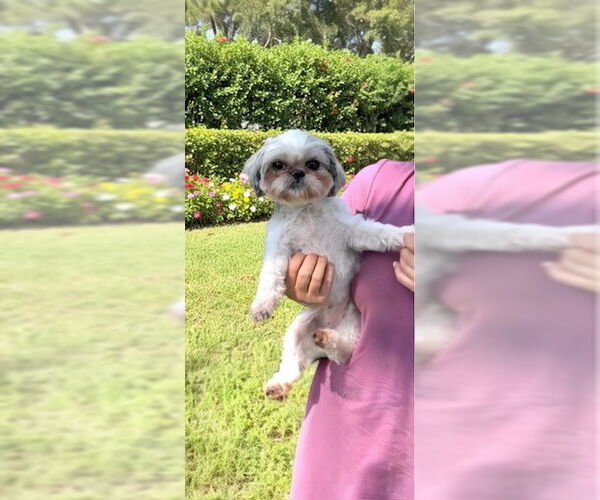 Medium Photo #5 Shih Tzu Puppy For Sale in Weston, FL, USA