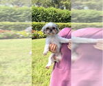 Small #4 Shih Tzu