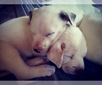 Small Photo #101 American Pit Bull Terrier-Labrador Retriever Mix Puppy For Sale in MOORESBORO, NC, USA