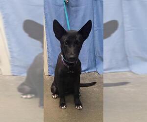 German Shepherd Dog-Unknown Mix Dogs for adoption in Rosenberg, TX, USA
