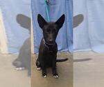 WAYLON - Male German Shepherd Dog-Unknown Mix Dog for Adoption - Small photo