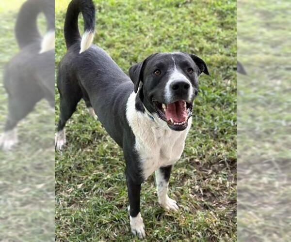Medium Photo #1 Labrador Retriever-Unknown Mix Puppy For Sale in Riverside, CA, USA