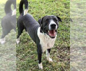 Labrador Retriever-Unknown Mix Dogs for adoption in Riverside, CA, USA