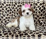 Small #8 Cavapoo