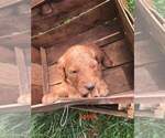 Small Photo #1 Goldendoodle Puppy For Sale in EIDSON, TN, USA