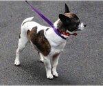 Small Photo #4 Chihuahua Puppy For Sale in Vernonia, OR, USA