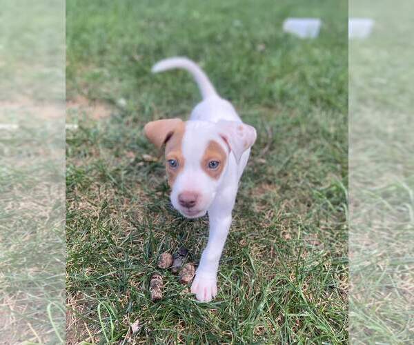 Medium Photo #1 Chihuahua-Spaniel Mix Puppy For Sale in Columbus, IN, USA