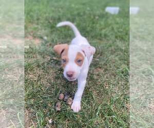 Chihuahua-Spaniel Mix Dogs for adoption in Columbus, IN, USA