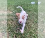 Small Chihuahua-Spaniel Mix