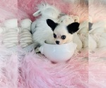 Small Chihuahua