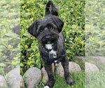 Small #1 Shih Tzu Mix