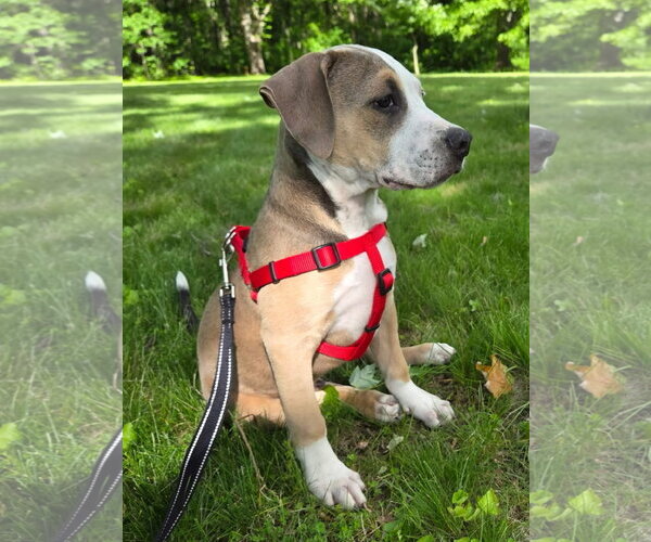 Medium Photo #8 Bulldog-Unknown Mix Puppy For Sale in Tarrytown, GA, USA