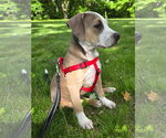 Small #7 Bulldog Mix