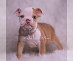 Small #4 Bulldog