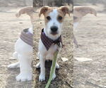 Small #8 Retriever  Mix