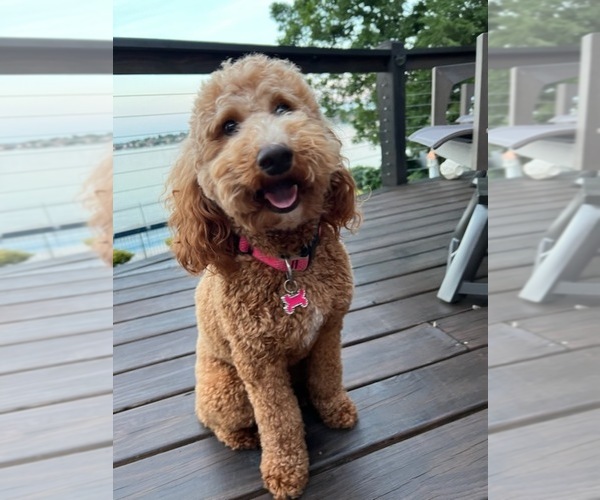 Medium Photo #1 Goldendoodle Puppy For Sale in MIDLAND, NC, USA