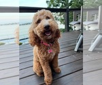 Small Photo #1 Goldendoodle Puppy For Sale in MIDLAND, NC, USA
