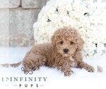 Small Poodle (Miniature)