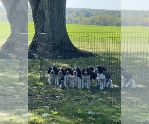 English Springer Spaniel Puppy for Sale in CANFIELD, Ohio USA