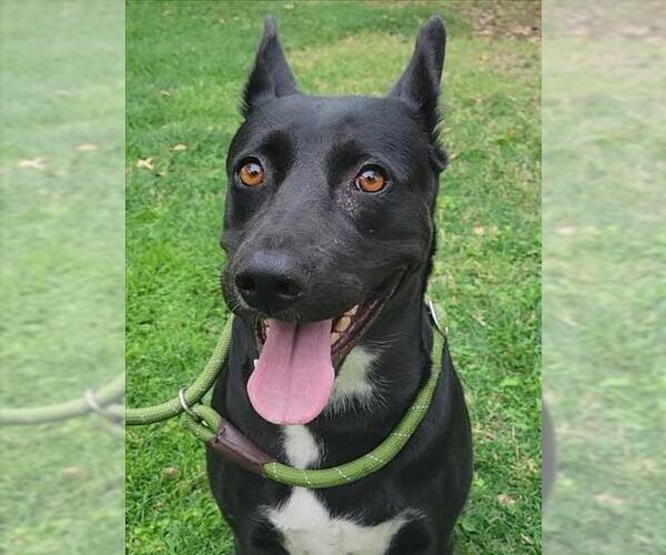 Medium Photo #2 American Pit Bull Terrier-German Shepherd Dog Mix Puppy For Sale in Woodland, CA, USA