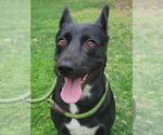 Small #1 American Pit Bull Terrier-German Shepherd Dog Mix