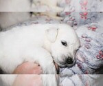 Puppy 4 English Cream Golden Retriever
