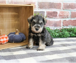 Small #3 Schnauzer (Miniature)