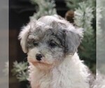 Small Photo #4 Poodle (Miniature) Puppy For Sale in EAST EARL, PA, USA