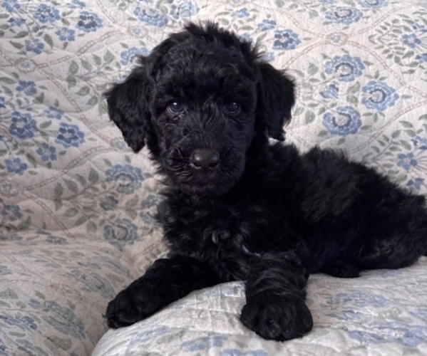 Medium Photo #1 Schnoodle (Giant) Puppy For Sale in ANDERSON, CA, USA