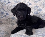 Puppy Black Puppy 5 Schnoodle (Giant)