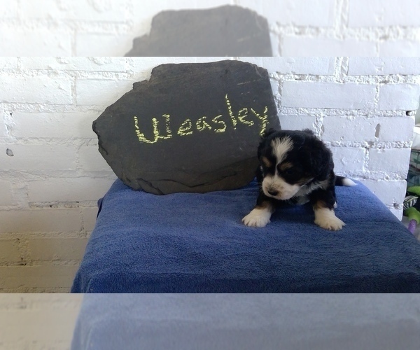 Medium Photo #4 Miniature Bernedoodle Puppy For Sale in CHIPPEWA FALLS, WI, USA