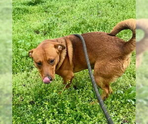 Dachshund-Unknown Mix Dogs for adoption in Sparta, TN, USA