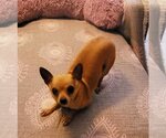 Small Photo #5 Chihuahua Puppy For Sale in Plantation, FL, USA