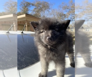 Keeshond Puppy for sale in CONROE, TX, USA