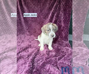 Mutt Dogs for adoption in Brewster, NY, USA