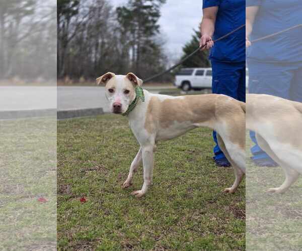 Medium Photo #9 Labrador Retriever-Unknown Mix Puppy For Sale in Orangeburg, SC, USA