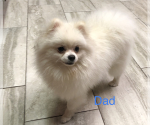 Father of the Pomeranian puppies born on 09/20/2022