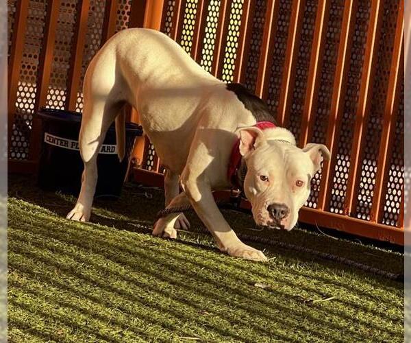 Medium Photo #1 Mutt Puppy For Sale in Las Vegas, NV, USA