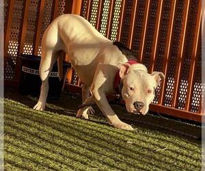 Mutt Dogs for adoption in Las Vegas, NV, USA