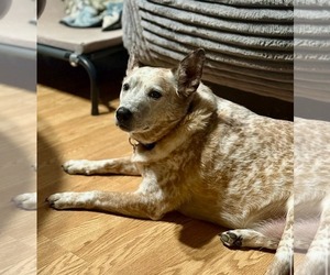 Mutt Dogs for adoption in Germantown, OH, USA