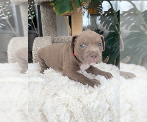 Medium Photo #4 American Pit Bull Terrier Puppy For Sale in ORANGE, NJ, USA