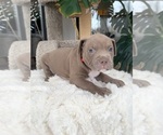 Small #3 American Pit Bull Terrier