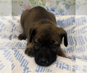 Mutt Dogs for adoption in Rosenberg, TX, USA