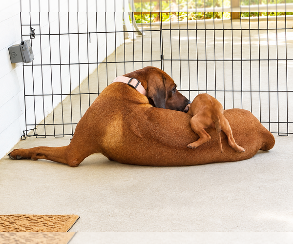 Medium Photo #3 Rhodesian Ridgeback Puppy For Sale in MADISON, GA, USA
