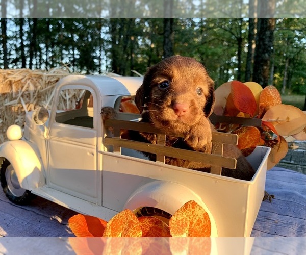 Medium Photo #1 Dachshund Puppy For Sale in WINSLOW, AR, USA